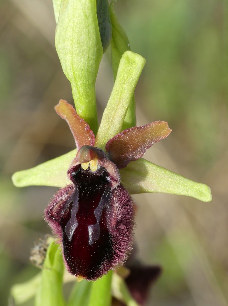 Ophrys promontorii e forme variabili  Lazio e Abruzzo aprile e maggio 2018